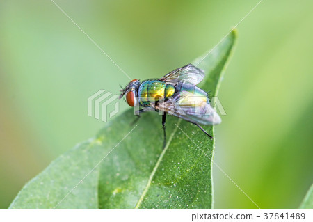fly, Lucilia caesar on a green leaf fly, Lucilia caesar on a green leaf 37841489