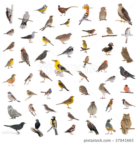wild birds 37841665