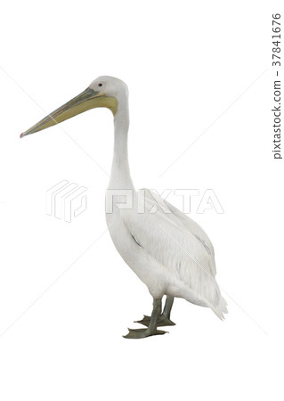 pelican pelican 37841676