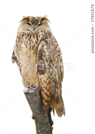 owl owl 37841678