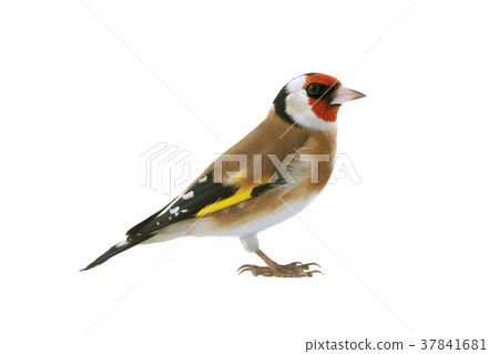 goldfinch 37841681