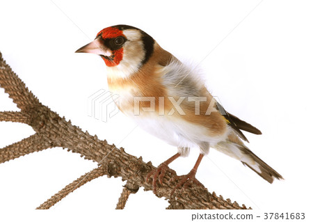 goldfinch goldfinch 37841683