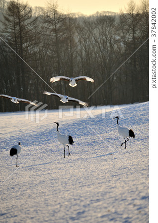 Morning of the crane Morning of the crane 37842002