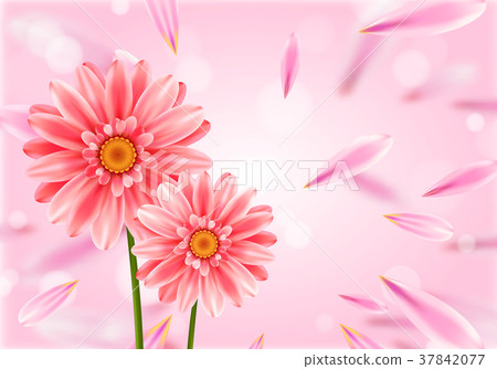 Gerbera flower on bright pink background. 37842077