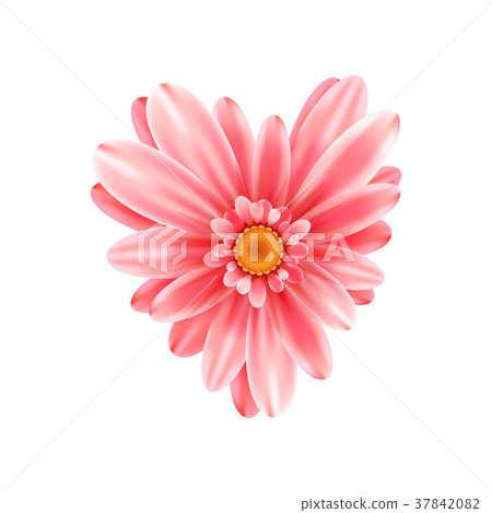 Gerbera flower heart isolated on white background 37842082