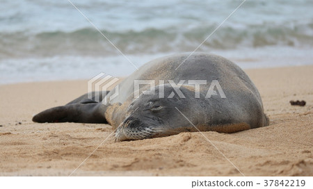 A nap of a seal A nap of a seal 37842219