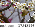 [Bird] White-eye and plum (20) 37842356