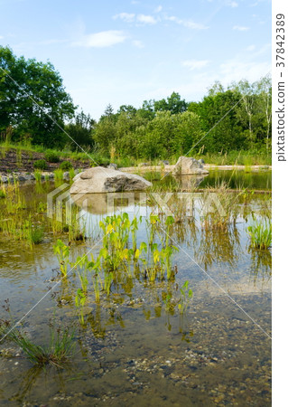 Plants used at natural swimming pond for purifying Plants used at natural swimming pond for purifying 37842389