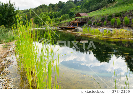 Plants used at natural swimming pond for purifying Plants used at natural swimming pond for purifying 37842399