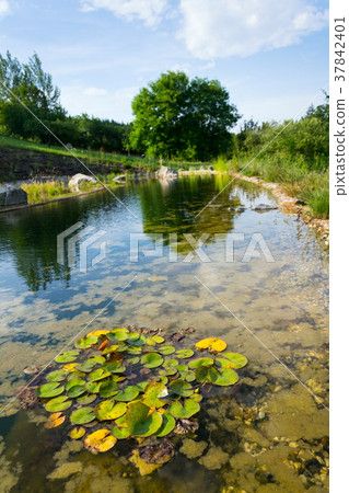 Plants used at natural swimming pond for purifying Plants used at natural swimming pond for purifying 37842401
