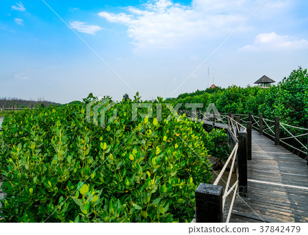 Nature trail in Mangrove forest. Blue sky Nature trail in Mangrove forest. Blue sky 37842479