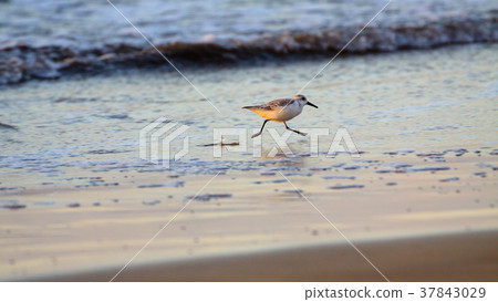 Small bird are running at water on the beach. Small bird are running at water on the beach. 37843029