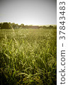 Long Grass in Field 37843483