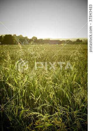 Long Grass in Field 37843483
