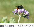 Honey Bee Pollinating purple flower 37843487