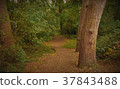 Forest woodland trail leading down a hill 37843488