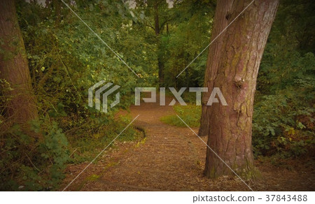 Forest woodland trail leading down a hill 37843488