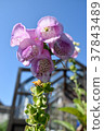 foxglove in country garden with wooden greenhouse 37843489