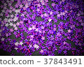 Purple glitter stars black background copy space 37843491