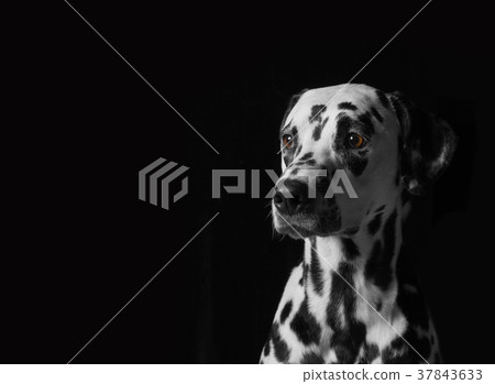 Portrait of a dalmatian dog on black background 37843633