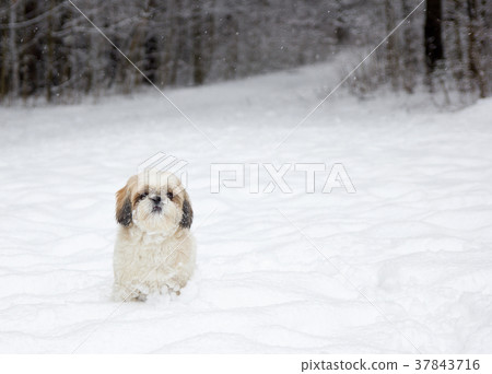 small dog in a snowy forest small dog in a snowy forest 37843716