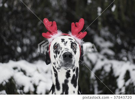 Dog in a christmas costume in the forest -- Dog in a christmas costume in the forest -- 37843720