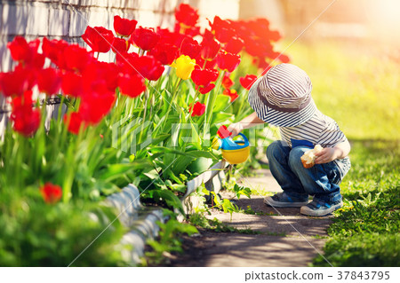 Little child walking near tulips on the flower bed Little child walking near tulips on the flower bed 37843795