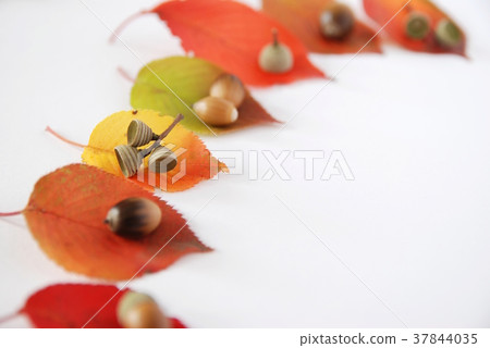 Acorn hat Acorn hat 37844035