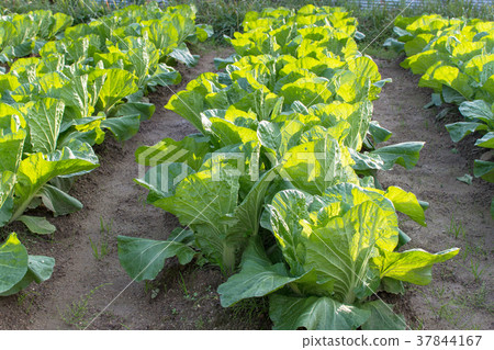 大白菜田 大白菜田 37844167