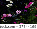 Cosmos 37844169