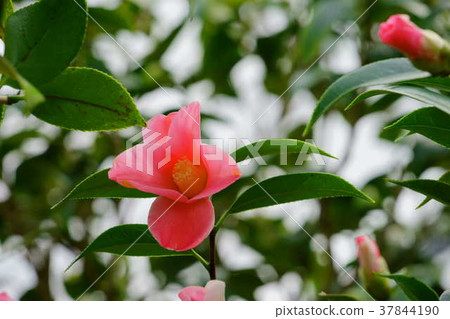 Otohana figure scroll (Tsubaki 1) 37844190