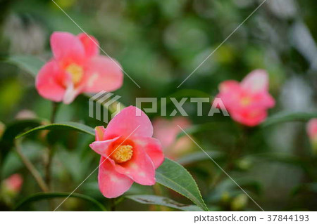 Otohana figure scroll (Tsubaki 4) 37844193