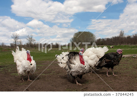 turkey male or gobbler in the village turkey male or gobbler in the village 37844245