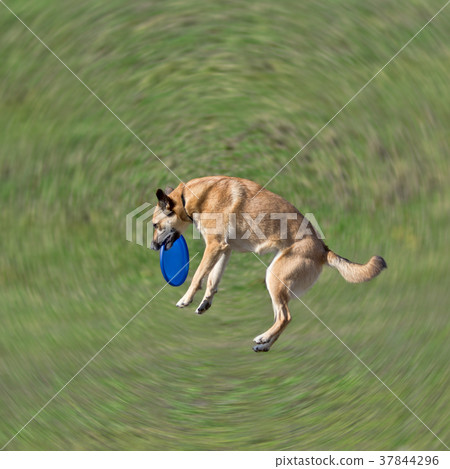 Dog is going to play disc on the grass Dog is going to play disc on the grass 37844296