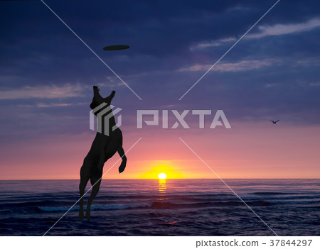 dog is playing with disc on the beach at sunset 37844297