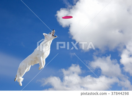 Dog is going to catch disc in the sky Dog is going to catch disc in the sky 37844298