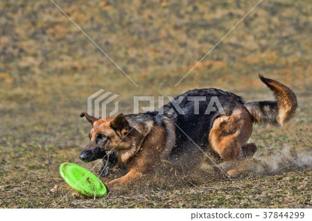 Dog is going to play disc Dog is going to play disc 37844299