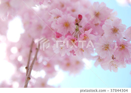櫻花櫻桃樹 櫻花櫻桃樹 37844304