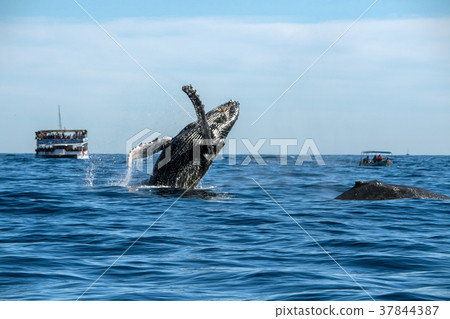 humpback whale breaching 37844387