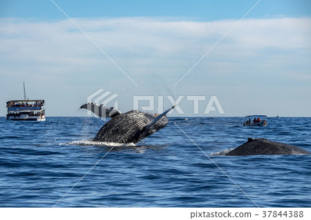 humpback whale breaching 37844388