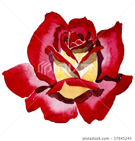 Wildflower two-color dark red rose flower in a Wildflower two-color dark red rose flower in a 37845245
