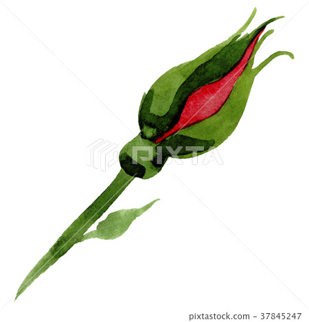 Wildflower two-color dark red rose flower in a 37845247