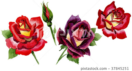 Wildflower two-color dark red rose flower in a 37845251