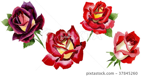 Wildflower two-color dark red rose flower in a Wildflower two-color dark red rose flower in a 37845260