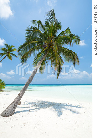 Coconut palm tree on Maldives island 37845400