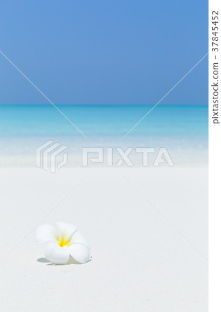 White plumeria flowers on tropical beach 37845452