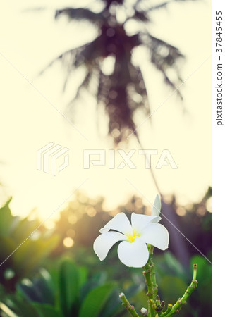 Plumeria white flowers on tree 37845455