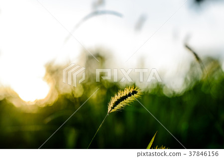 Gardock grass, Reiko Tani Gardock grass, Reiko Tani 37846156
