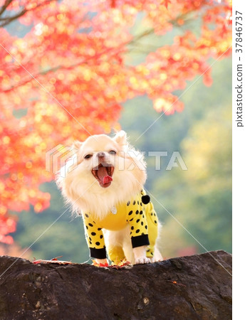 秋天的顏色奇瓦瓦州 37846737