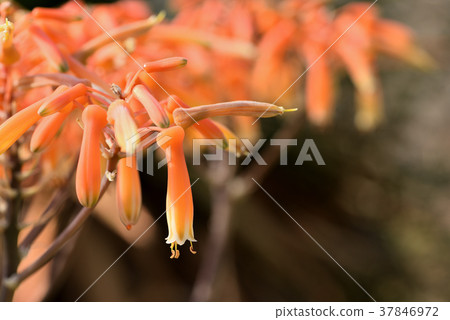 Jikou Nishiki 37846972